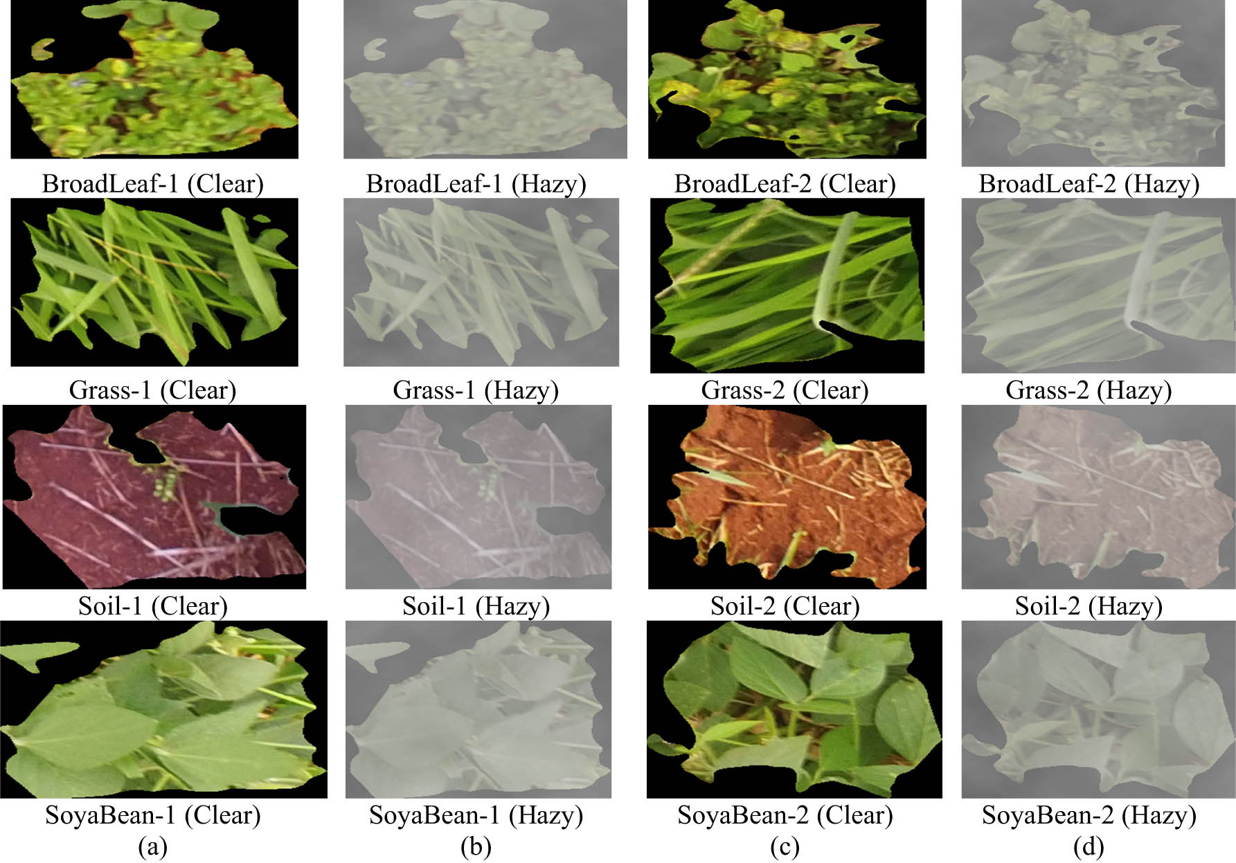 Figure 4
(a and c) Clear images of broadleaf, grass, soil, and soyabean; (b and d) hazy images corresponding to images shown in (a and c).