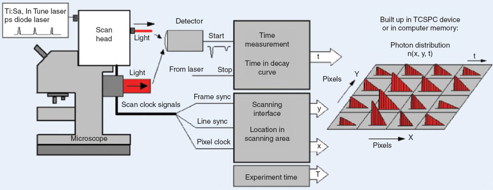 Figure 1 Multidimensional time-correlated single photon counting (TCSPC) architecture for fluorescence lifetime imaging.