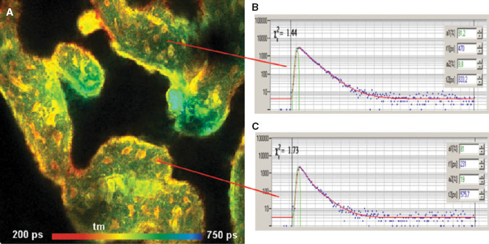 Figure 4 Pig skin sample stained with ICG. Lifetime image about 20 μm from the top of the skin (A) and decay curves in different areas of the image (B and C). Fit with double-exponential model, amplitude-weighted lifetime.FLIM images were obtained by the DCS-120WB confocal FLIM system (Becker & Hickl GmbH) with ps diode laser excitation and a 30/70 wideband beamsplitter. The photons were detected by a HPM 100-50 hybrid detector (Becker & Hickl GmbH). Data analysis with Becker & Hickl SPCImage [21, 29]. FLIM data format 512×512 pixels, 256 time channels.