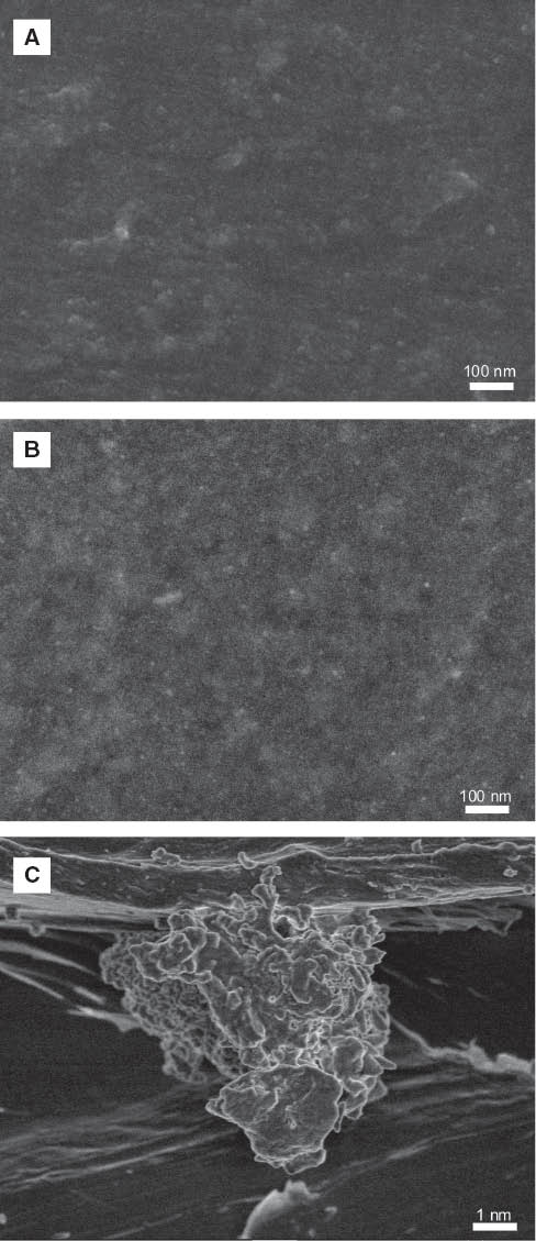 Figure 2 Scanning electron microscopy: chitosan/HRP (A, C) and chitosan/AuNPs/HRP (B) films.