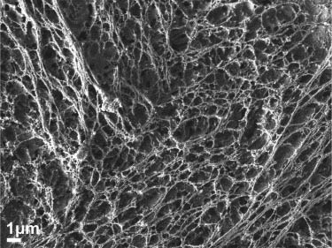 Figure 3: Scanning electron microscopy (SEM) image of neat cellulose nanofibers.