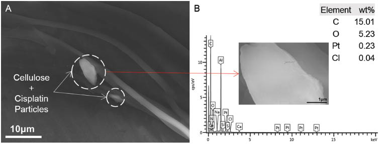 Figure 4: (A) Formation of aggregates of cellulose and cisplatin particles on the fibers, (B) corresponding energy dispersive X-ray spectroscopy (EDS) spectrum (scanning area shown in inset).