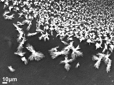Figure 6: Scanning electron microscopy (SEM) image of electrosprayed cellulose acetate (CA)-cisplatin particles.