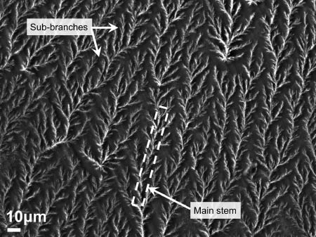 Figure 8: Scanning electron microscopy (SEM) image of hierarchically branched microfibers of cellulose acetate (CA) loaded with cisplatin.
