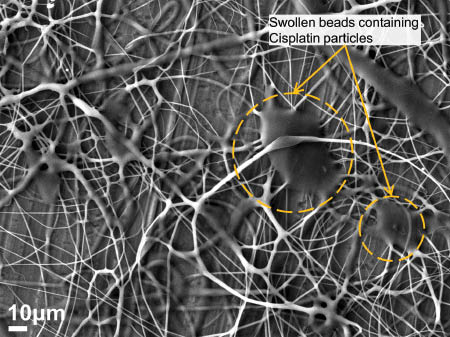 Figure 10: Swollen beads on cellulose acetate fibers loaded with cisplatin.