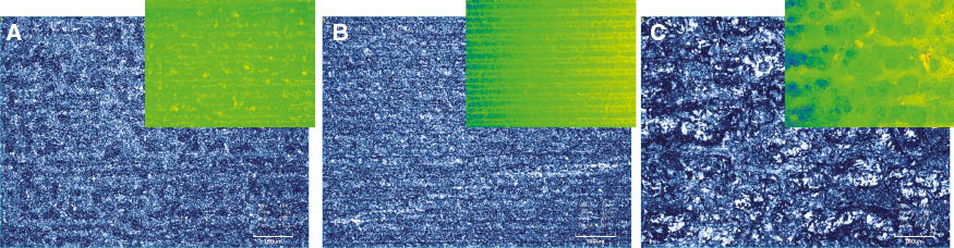 Figure 6: Laser-activated results under confocal microscopy.