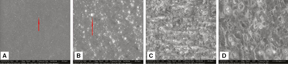 Figure 8: SEM micrographs of activated samples.