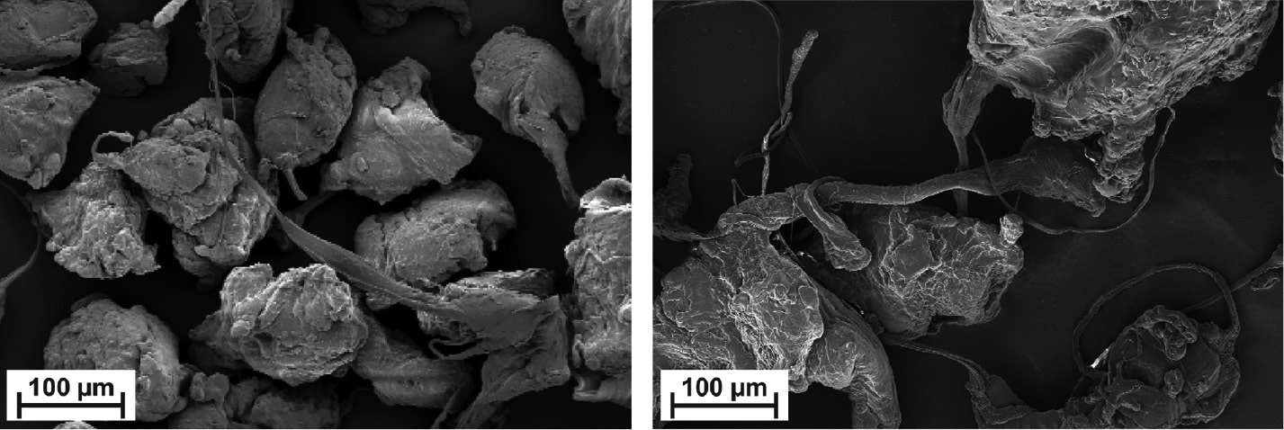 Figure 5: Scanning electron microscopy (SEM) analysis of medium density polyethylene (PE-MD) powders, left: Lupolen 4021 K RM Powder, right: Lupolen 4021 K RM Black Powder.