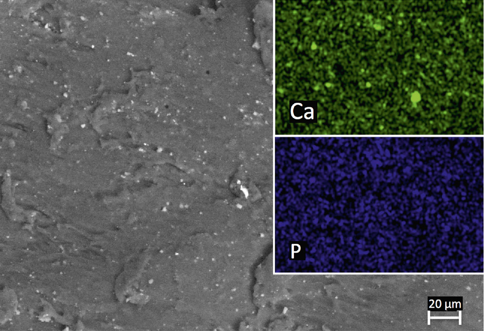 Figure 3: SEM images of PLA/HA composite with elemental mapping (top view).