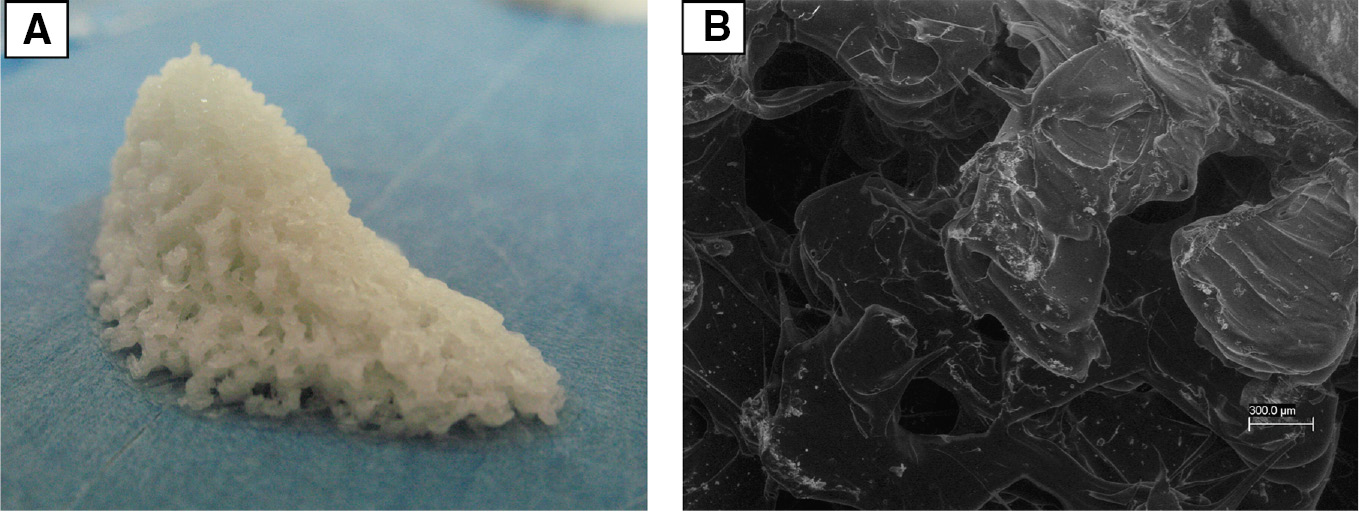Figure 7: Picture (A) and SEM image (B) of the porous three-dimensional maxillary sinus fabricated by 3D printing starting from clinical images acquired by 3D cone-beam computed tomography.