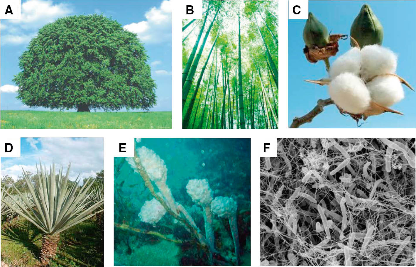 Figure 1: Cellulose can be obtained from various sources, some examples: (A) beech tree, (B) bamboo, (C) cotton, (D) sisal, (E) tunicine, (F) Gluconacetobacter xylinum. Reproduced with permission from Ref. [3]. Copyright (Figure 1F) Wiley.