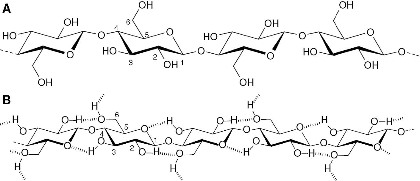 Figure 2: The chemistry of cellulose. (A) Molecular structure of the cellulose polymer, (B) hydrogen bond pattern for cellulose I. Reproduced with permission from Ref. [6]. Copyright (Fig. 2B) Elsevier.