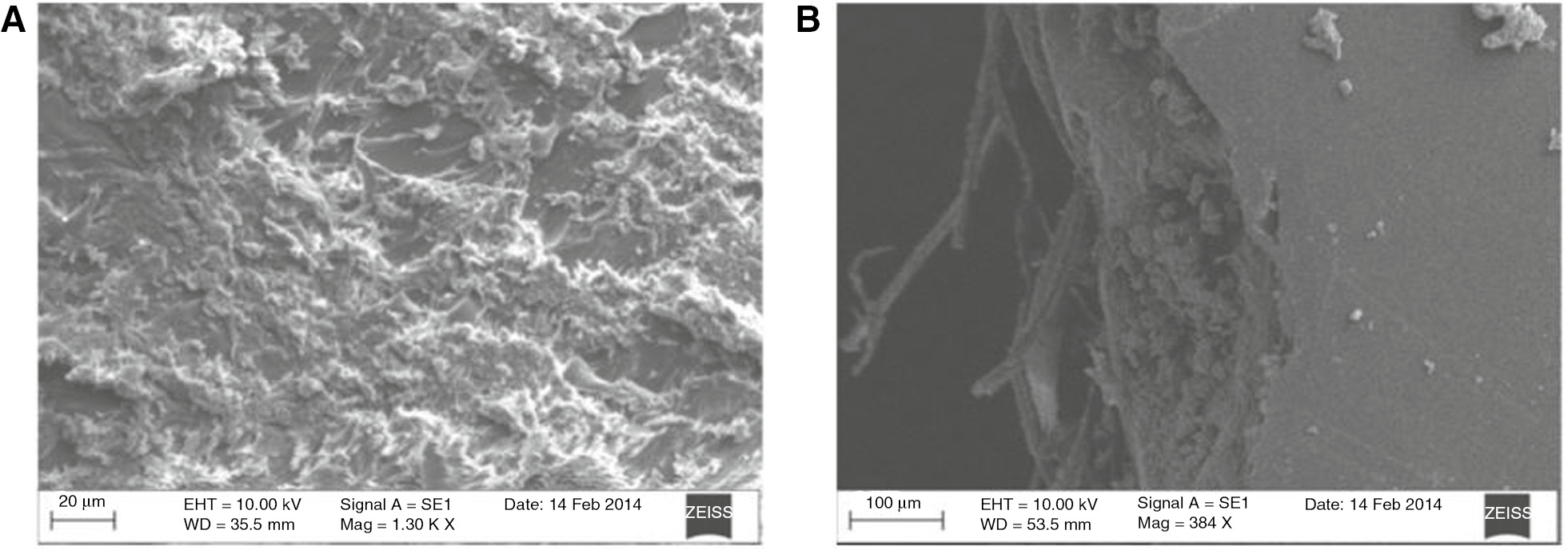 Figure 19: SEM images of fractured S30 samples under (A) tensile test and (B) flexural test [54]. Reproduced with permission from Elsevier.