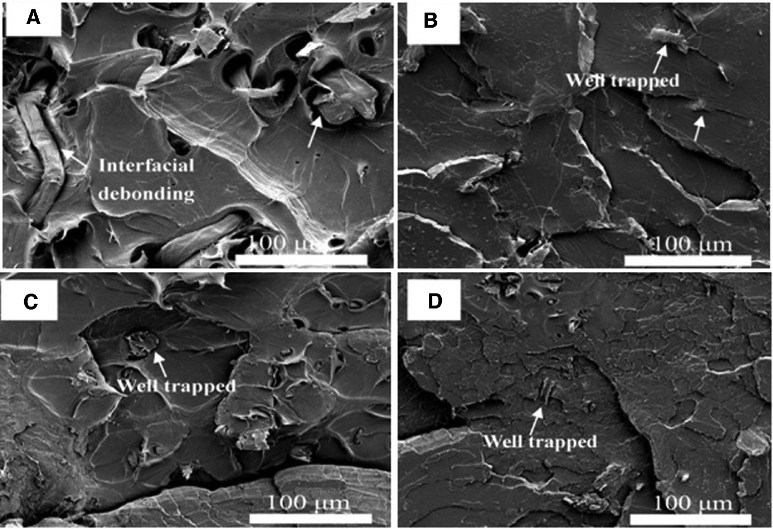Figure 21: SEM images of the tensile fracture surfaces of (A) PLLA-BCF, (B) PLLA-NBCF, (C) PLLA-KBCF, and (D) MA-PLLA-BCF [56]. Reproduced with permission from Elsevier.