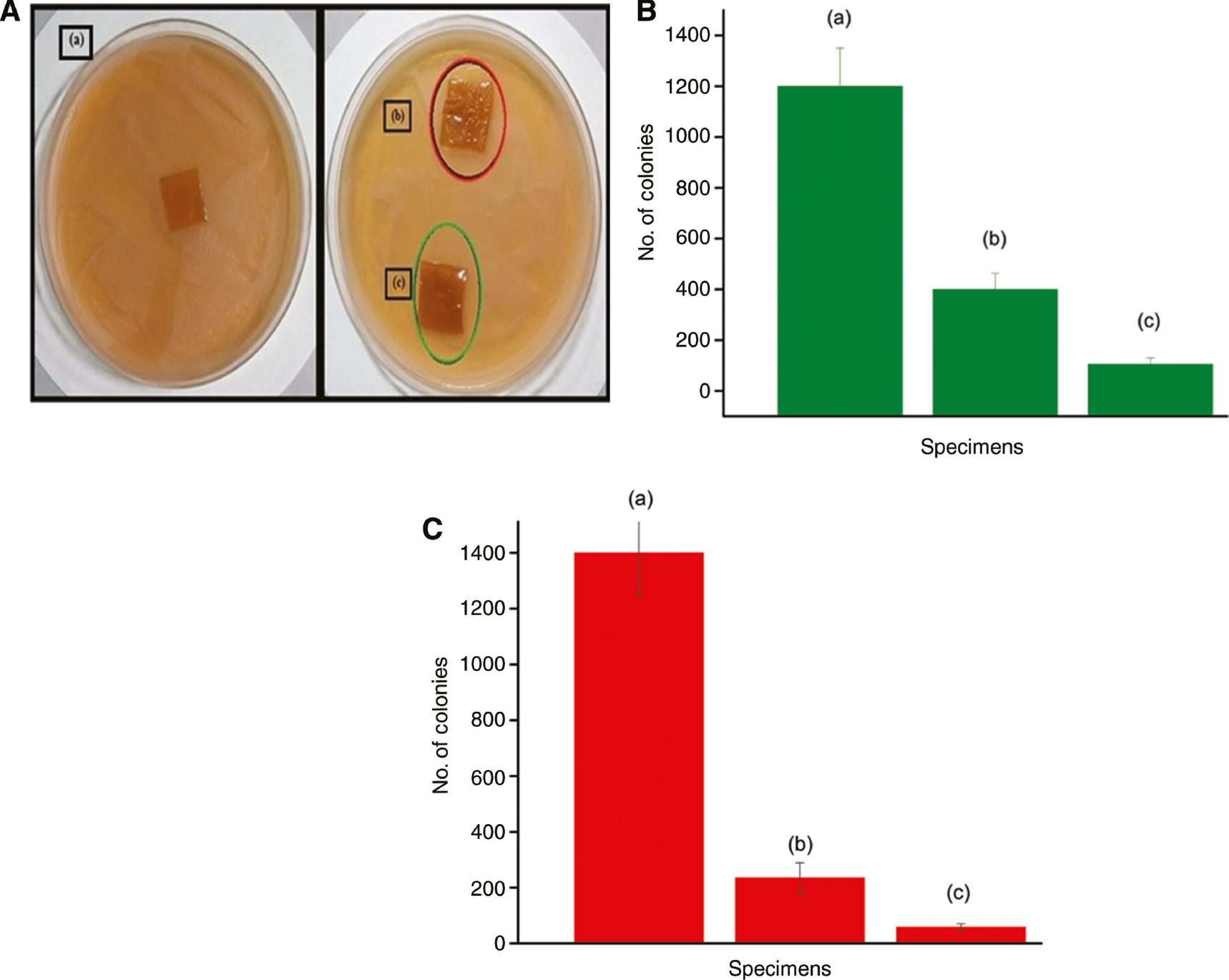 Figure 3: (A) Antibacterial testing of film samples: (a) 3:1 gelatin/sericin blend film, (b) 3:1 gelatin/sericin blend with 1% CuMMT and (c) 3:1 gelatin/sericin blend with 3% Closite 30B. (B) Antibacterial activity against Escherichia coli bacteria. Error bars represent standard deviation in data. (C) Antibacterial activity against Staphylococcus aureus bacteria. Error bars represent standard deviation in data.