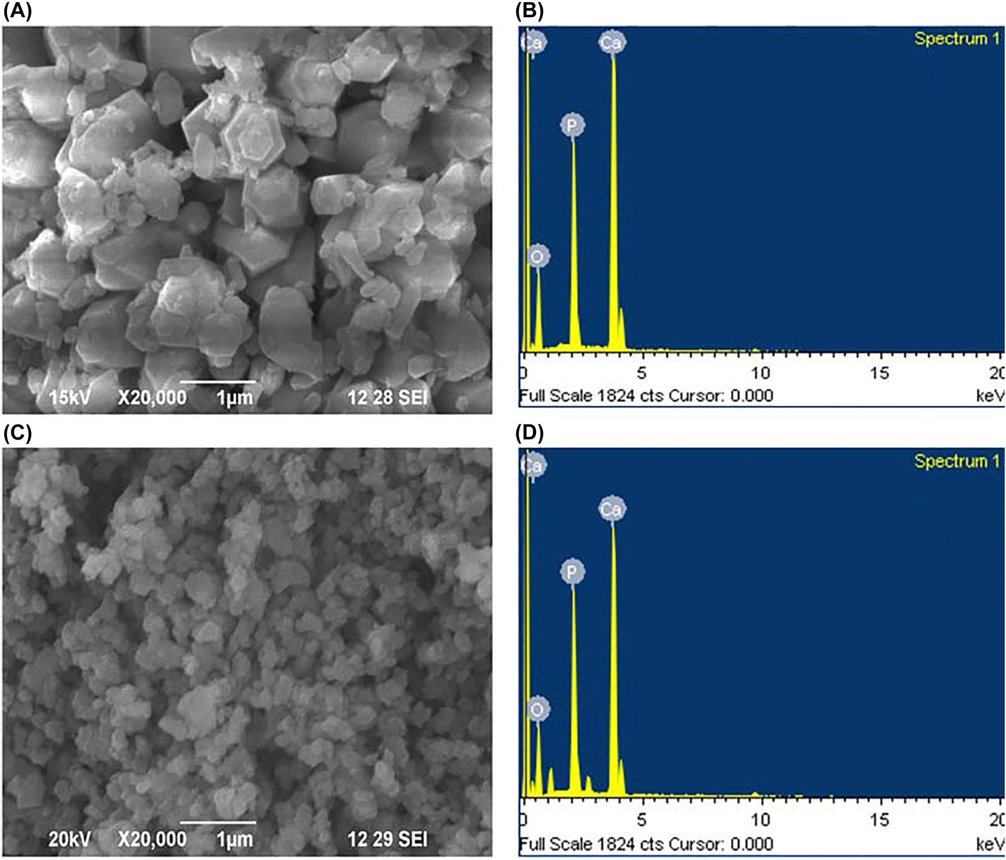 Figure 4: 
(A) SEM image of pure HAp. (B) EDX spectra of pure HAp. (C) SEM image of β-TCP. (D) EDX spectra of β-TCP.
