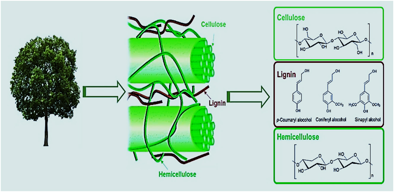 Figure 2: 
Schematic diagram of lignocellulosic biomass and its constituent: lignin, cellulose and hemicellulose. Adapted from [97].
