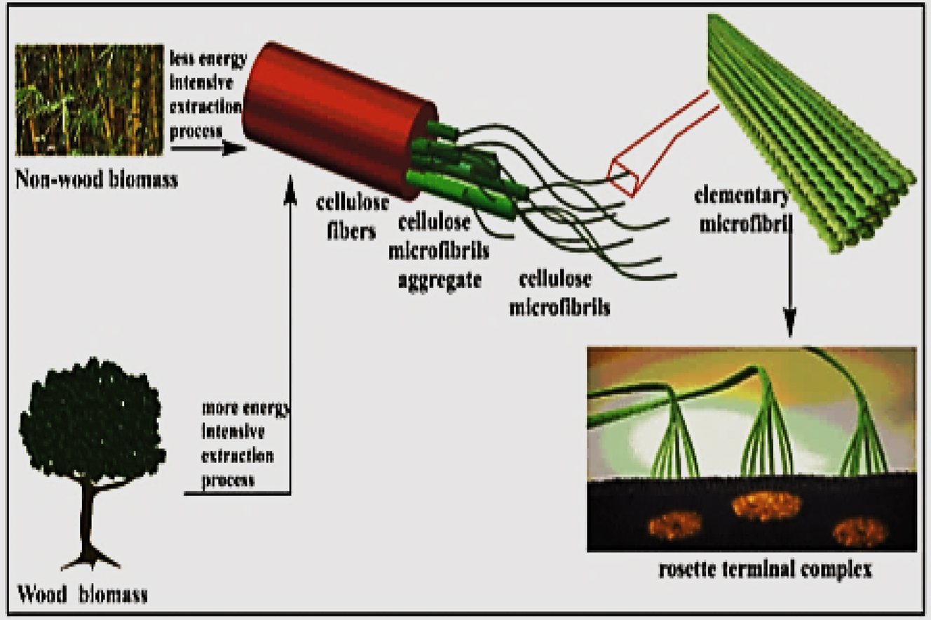 Figure 4: 
Schematic hierarchical structure showing the elementary, micro and macro fibers [114].
