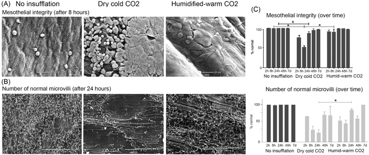 Figure 1: Changes to the mesothelium under SEM with CD CO2 vs. WH CO2.(A) Representative SEM at 1,000× mag at 8 h after laparoscopy showing loss of mesothelium or retraction and rounding of mesothelial cells in CD CO2 vs. WH CO2, under controlled laparoscopic murine model of 2 mm IAP and 14–52 mL/min of CO2 insufflation. (B) Representative SEM at 3,000× magnification showing loss of microvilli and exposure of ECM at 24 h in CD CO2 compared to Control or WH CO2. (C) Graph of percentage of normal microvilli vs. time and percentage of normal mesothelium vs. time in control vs. CD CO2 vs. WH CO2. Adapted from Carpinteri et al. [18].