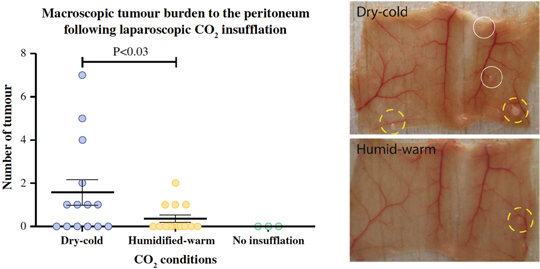 Figure 4: Implantation of colonic carcinoma (CT26) cells in mouse peritoneum 10 days after tumour inoculation and laparoscopy with cold-dry CO2 vs. warm humidified CO2 vs. control (no laparoscopy).A significantly higher (p<0.03) tumour burden was found in mice exposed to CD CO2 vs. WH CO2. From Carpinteri et al. [18].
