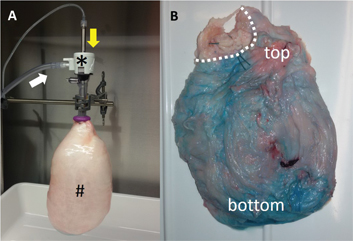 Figure 1: The (inverted) bovine urinary bladder model insufflated with CO2 at a pressure of 15 mmHg at room temperature. Panel (A) shows the experimental setup with (#) the inverted urinary bladder (mucosa outside, serosa inside), (*) the balloon trocar (Kii®, Applied Medical), (white arrow) the CO2-insufflation line and (yellow arrow) the nebulizer (Capnopen®, Capnomed). Panel (B) shows a homogeneous repartition of the staining substance (toluidine blue) onto the serosa after aerosolization into the inverted organ. Dotted line: bladder neck.