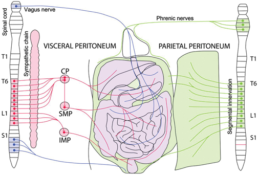 Figure 1: Innervation of the peritoneum.