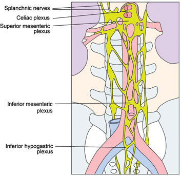 Figure 2: Sympathethical abdominal plexus, lower thoracic and abdominal part.