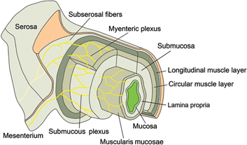 Figure 3: Innervation of the bowel and of the VP.
