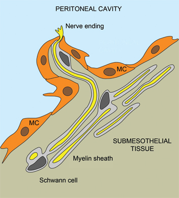 Figure 4: Innervation of the parietal peritoneum.