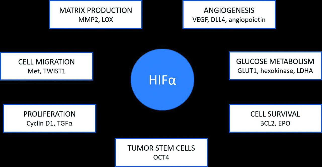 Figure 2: Target genes of HIF.