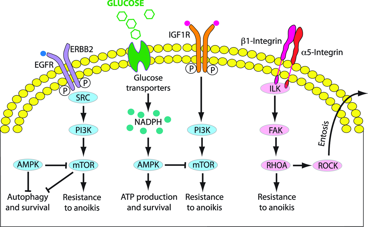 Figure 2: Mechanisms of resistance to anoikis.Survival strategies used by extracellular matrix (ECM)-detached metastatic cancer cells and corresponding signaling pathways (Adapted from [20]).