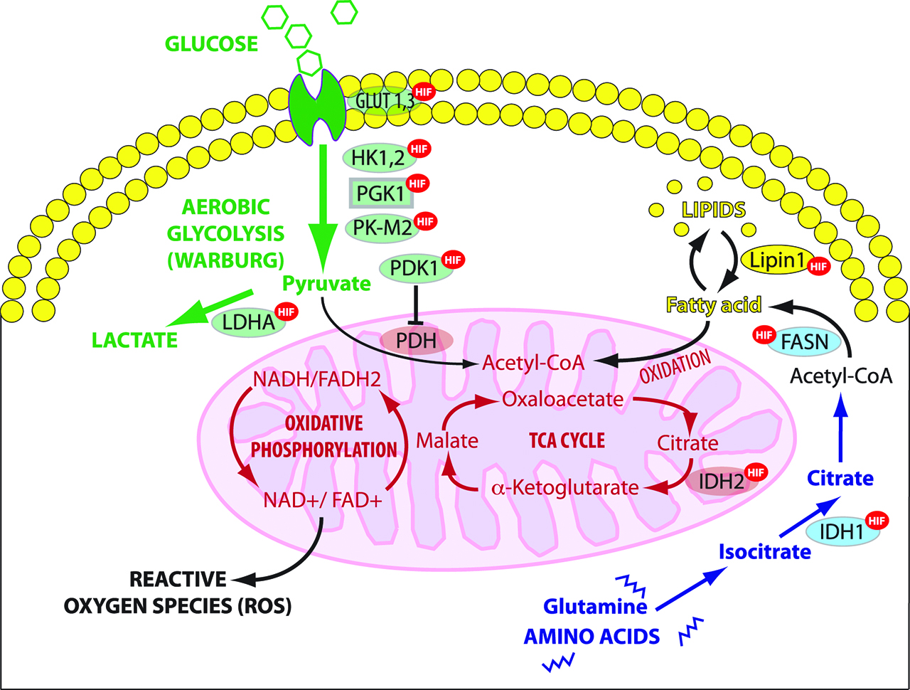 Figure 3: Regulation of glycolysis and TCA cycle by HIF.HIF-1 enhances aerobic glycolysis in the cytoplasm by which glucose is metabolized to lactate rather than converted to acetyl-CoA to undergo oxidative phosphorylation (OXPHOS) in mitochondria. HIF-1 stimulates the utilization of glutamine and fatty acids as alternative substrates for mitochondrial energy production. OXPHOS: oxidative phosphorylation, TCA cycle: tricarboxylic acid or Krebs cycle; ROS: reactive oxygen species, LDHA: lactate dehydrogenase A, IDH: Isocitrate dehydrogenase, FAD: Flavin adenine dinucleotide, FASN: fatty acid synthase, NAD: Nicotinamide adenine dinucleotide, PDH: pyruvate dehydrogenase; PDK1: pyruvate dehydrogenase kinase isozyme 1, PK-M2: pyruvate kinase muscle isozyme 2; PGK1: Phosphoglycerate kinase 1 HK1,2: Hexokinase-1,2 (Adapted from [39]).