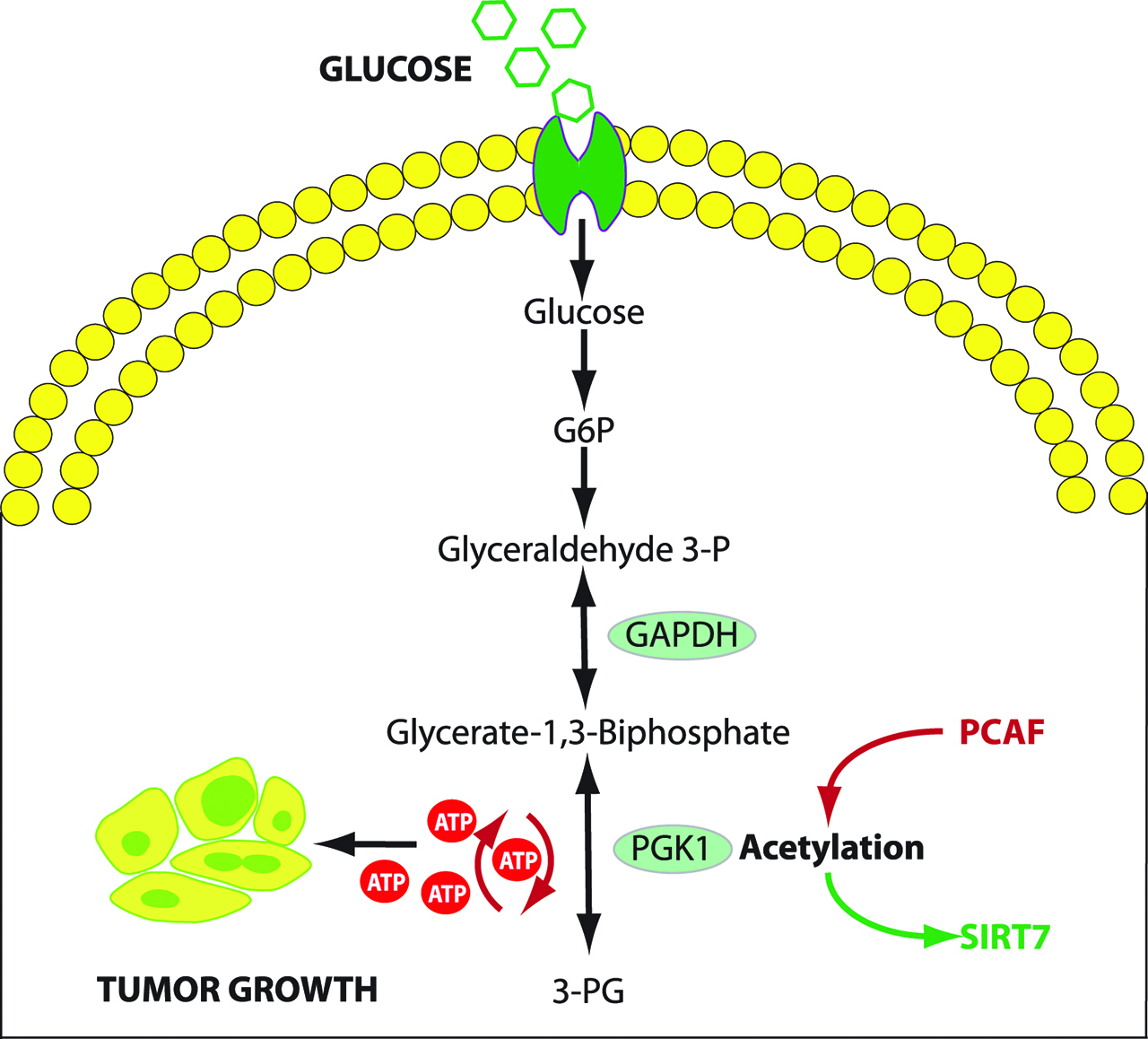 Figure 5: PGK1 activity in glycolysis and regulation by acetylation.PGK1 function is regulated by acetylation at K323, which enhances PGK1 enzymatic activity, improves glycolytic metabolism and promotes tumor growth. K323 acetylation is regulated by PCAF and SIRT7, allowing stimulation or inhibition of PGK1 function. P300/CBP-associated factor (PCAF) is a transcriptional coactivator associated with p53 promoting acetylation of PGK1. Conversely, NAD-dependent deacetylase sirtuin 7 (SIRT7), a nuclear enzyme, suppressed DNA recombination. GAPDH: glyceraldehyde 3 phosphate dehydrogenase. PGK1: Phosphoglycerate kinase 1 (Adapted from [76]).