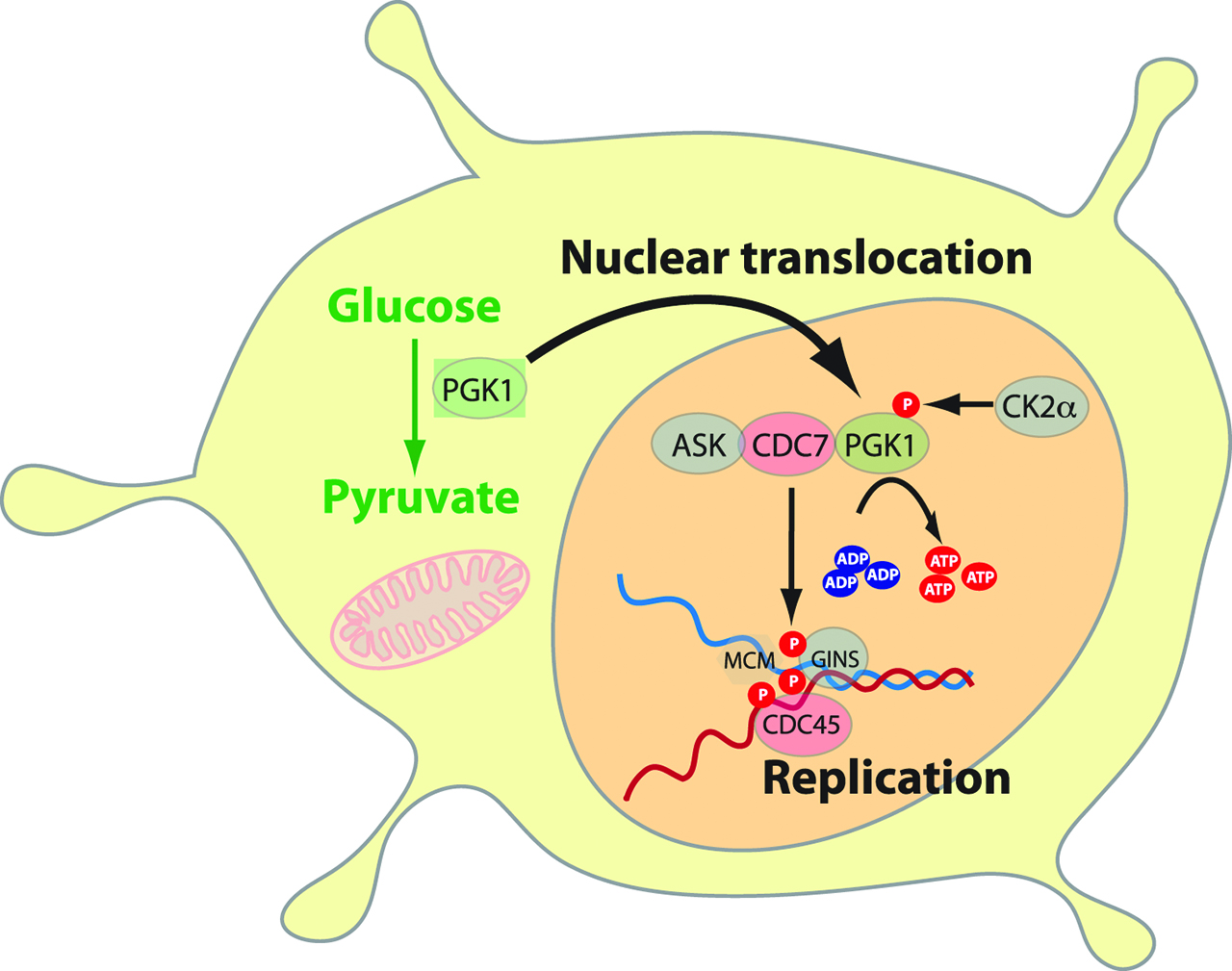 Figure 6: Role of PGK1 as a transcription factor.PGK1 is translocated into the nucleus. PGK1 is phosphorylated by casein kinase 2α (CK2α) at S256 under control of EGF-R and ERK 1/2. Phosphorylated PGK1 binds to Cell Division Cycle 7-related protein kinase (CDC7) and converts ADP to ATP. PGK1 also releases ADP inhibition on CDC7, which promotes DNA replication, cellular proliferation and tumourigenesis (Adapted from [73]).