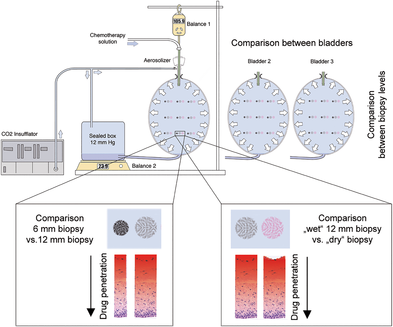 Figure 1: 
Study flow.
Schematic representation of the eIBUB model and study design. Influence of biopsy geometry: 6 and 12 mm biopsies were taken at the top, middle, and bottom of the eIBUB (left box). Influence of the liquid layer on the surface: 12 mm punch biopsies were sampled at the top, middle, and bottom of the eIBUB, before and after dabbing the model's surface (right box). CIS and DOX tissue concentration was measured and compared in the different groups. All experiments were repeated in triplicate.

