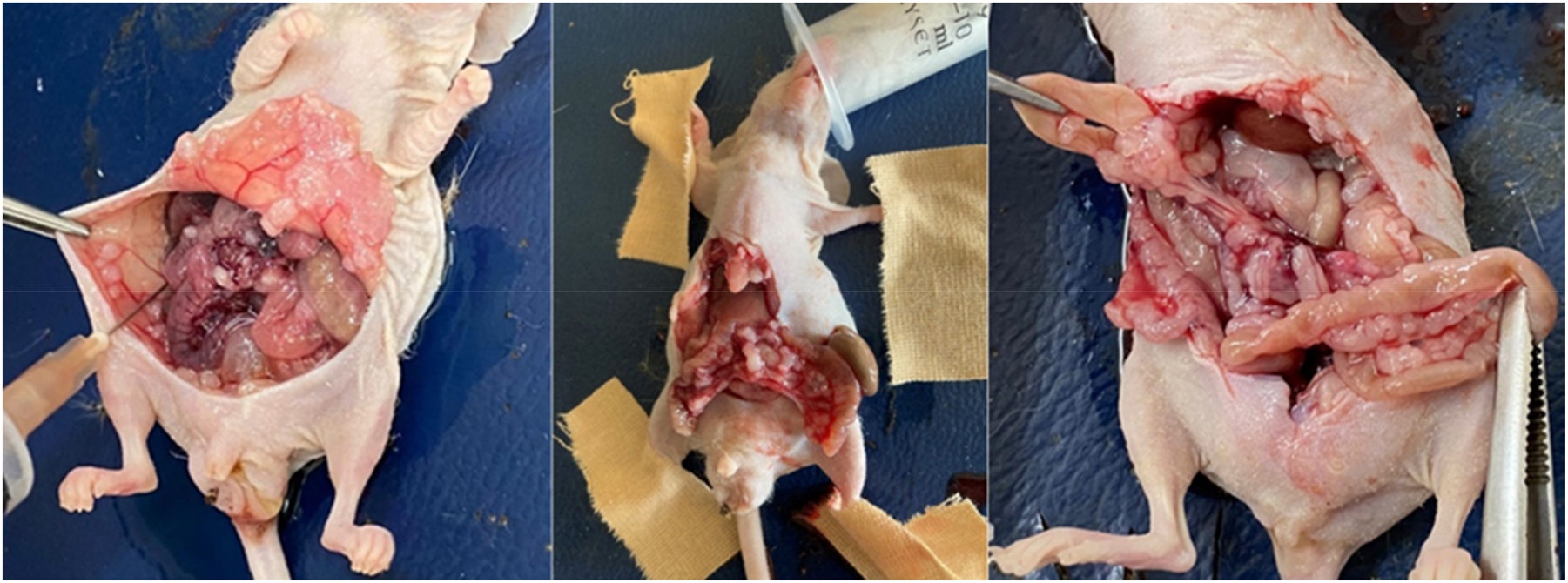 Figure 4: 
Determination of peritoneal carcinomatosis index in animals, acid amount measurement.
