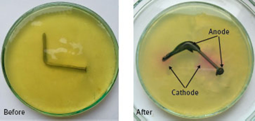 Fig. 28 Iron nail in agar gel enriched with ferricyanide ions [Fe(CN)6]3− and phenolphthalein indicator. The blue color (Prussian blue) indicates the anodic regions while the pink color indicates the cathodic regions.