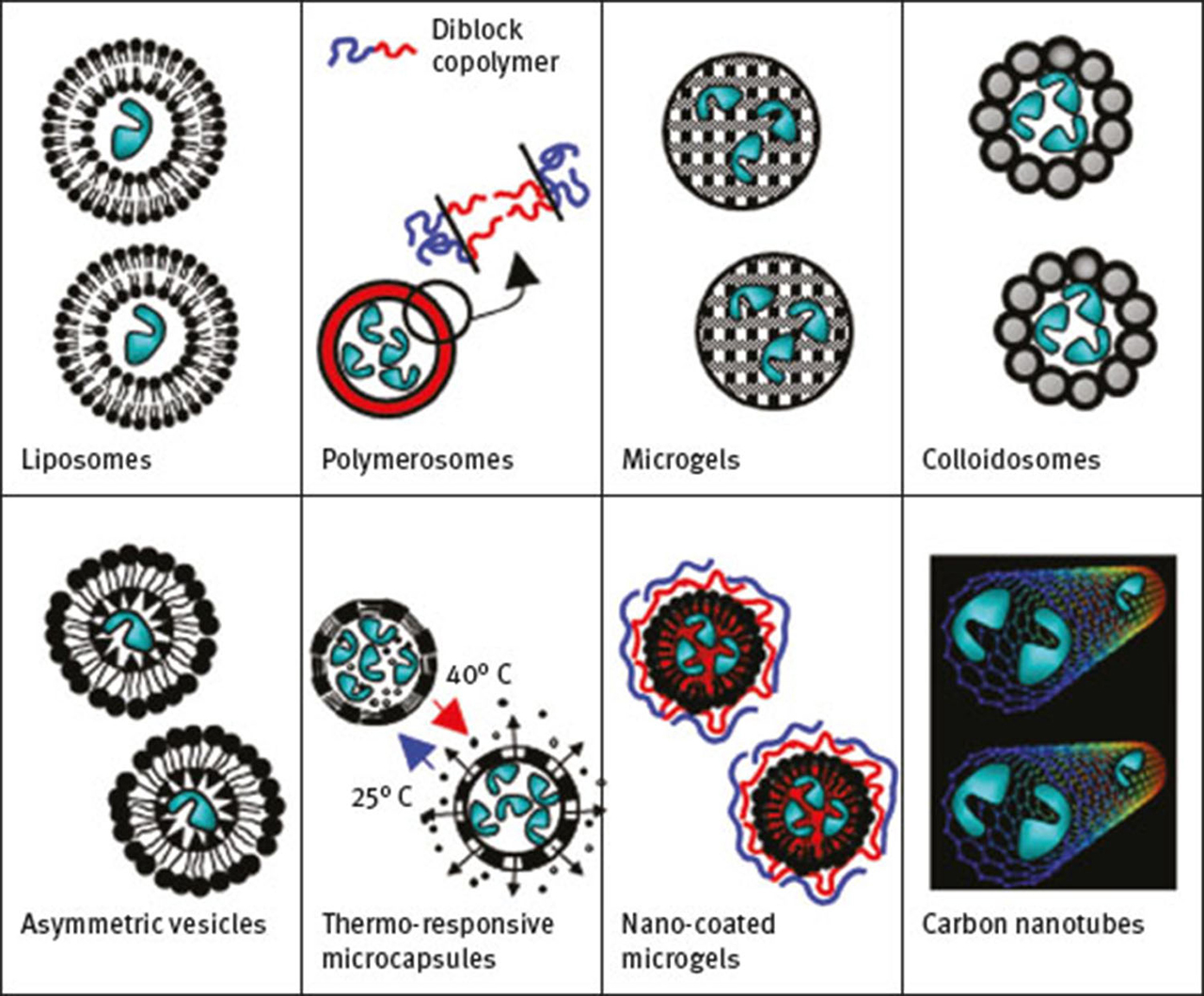 Fig. 13 Examples of enzyme microcapsules.