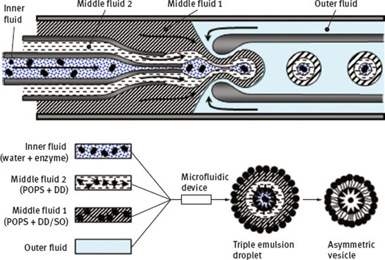 Fig. 14 Generation of enzyme-loaded asymmetric vesicle in a flow focusing microfluidic device (FFMD).