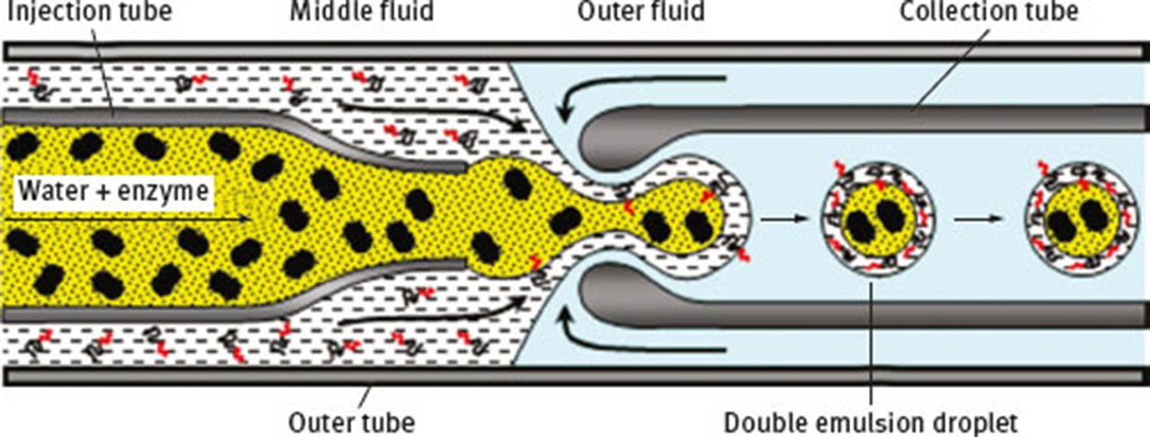 Fig. 15 Fabrication of enzyme-loaded polymerosomes in a FFMD.