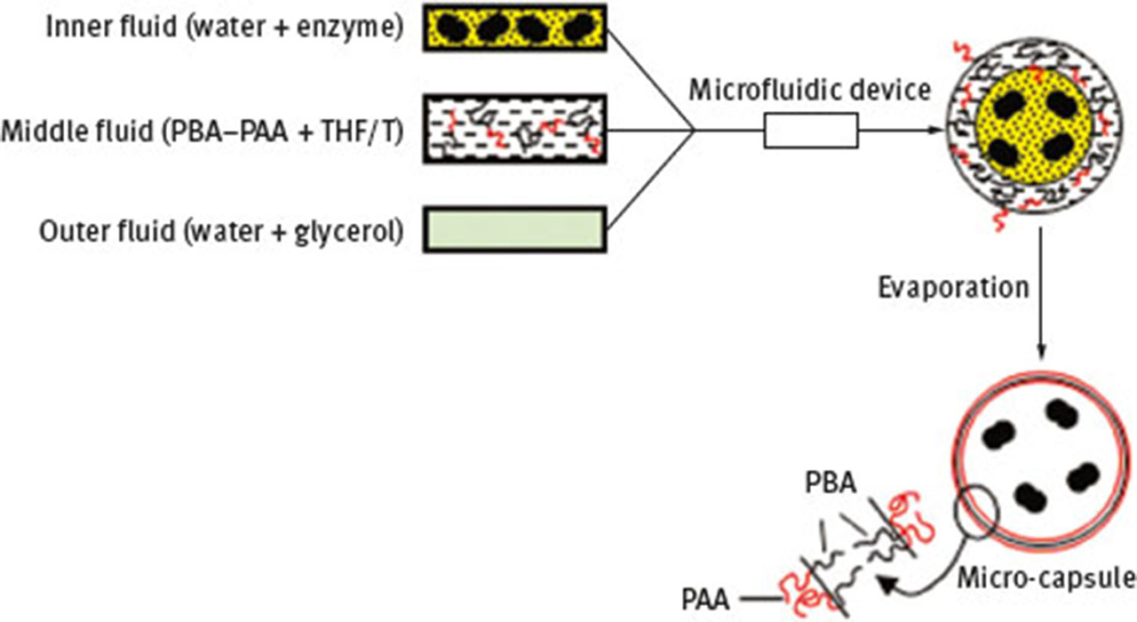 Fig. 16 Production steps in the fabrication of enzyme-loaded polymerosomes.