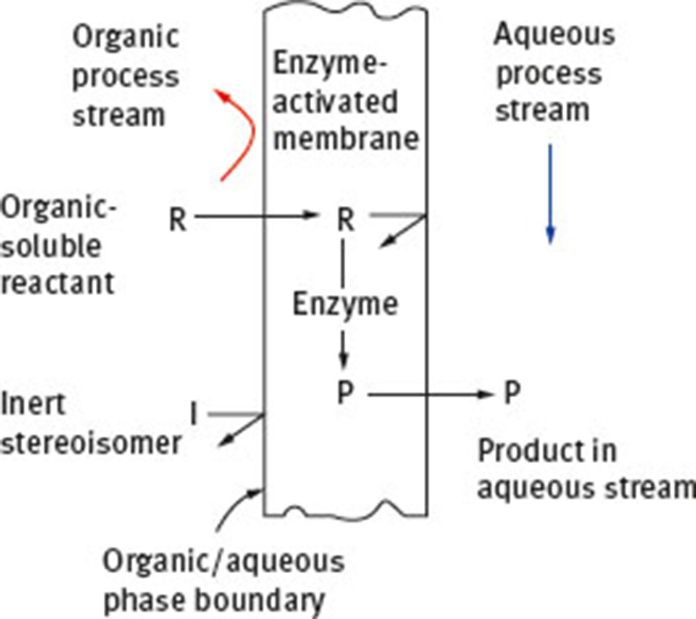 Fig. 24 Schematic of cross-sectional view of enzyme-activated membrane in a multiphase membrane reactor process [134].