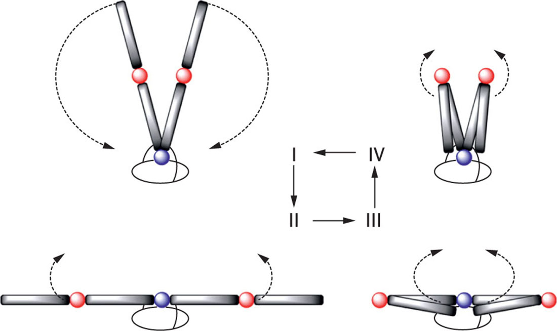 Fig. 19 Structure, concept, and principle of the nanomachine. The nanomachine consists of a torso and two arms. The arms can be unidirectionally rotated around the blue hinge. The stretching/ folding of the two arms takes place around the two red hinges. Sequence of motions: I → II (directed motion of the forward-stretched arms from the front to the side; power stroke), II → III (folding of the arms), III → IV (rotation of the folded arms), and III → IV (stretching of the arms). Reprinted with permission from [66]. Copyright (2015) American Chemical Society.