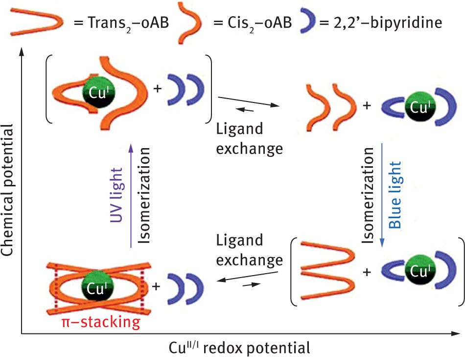 Fig. 21 Schematic representation of energy migration in the artificial molecular machines designed by Kume et al. [67]. Reprinted with permission from [67]. Copyright (2005) American Chemical Society.