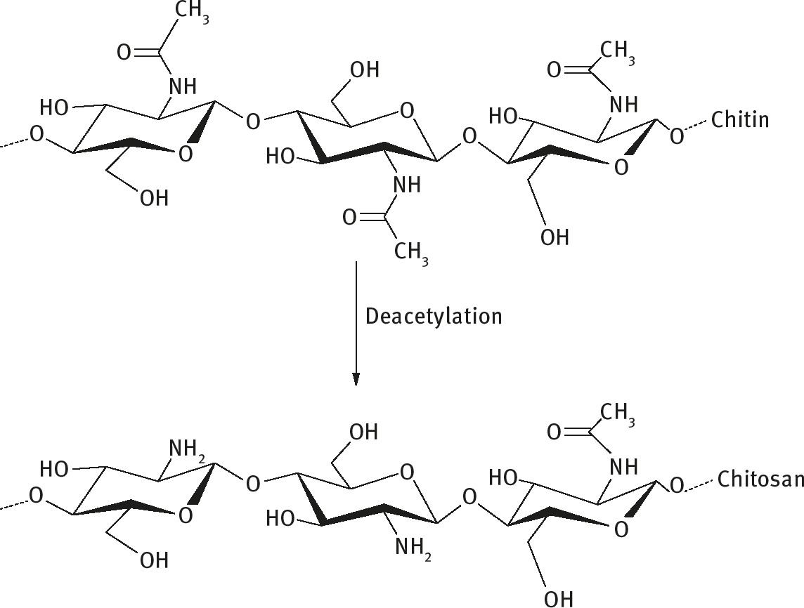 Figure 2: Deacetylation of chitin to chitosan.