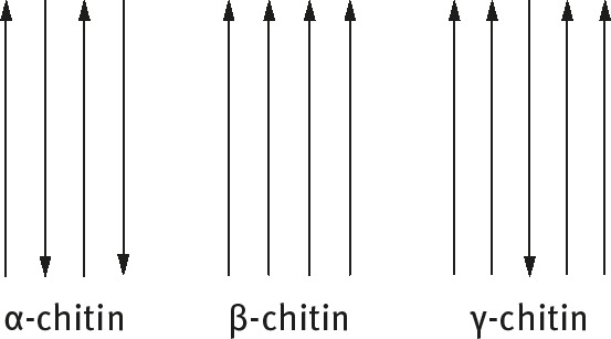 Figure 3: Different chitin structures according to Bouligand.