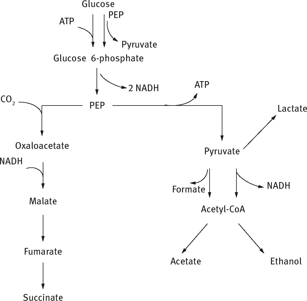 Fig. 1: Simplified metabolic pathway of wild-type C. glutamicum for succinate production. PEP, phosphoenolpyruvate [21].