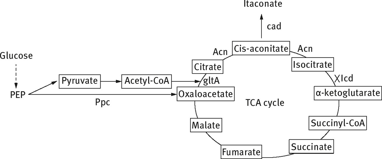 Fig. 5: Schematic representation of itaconate production in engineered E. coli (ppc, phosphenolpyruvate carboxylase; gltA, citrate synthase; acn, aconitase; cad, cis-aconitic acid decarboxylase; PEP, phosphoenolpyruvate; OAA, oxaloacetate) [93].