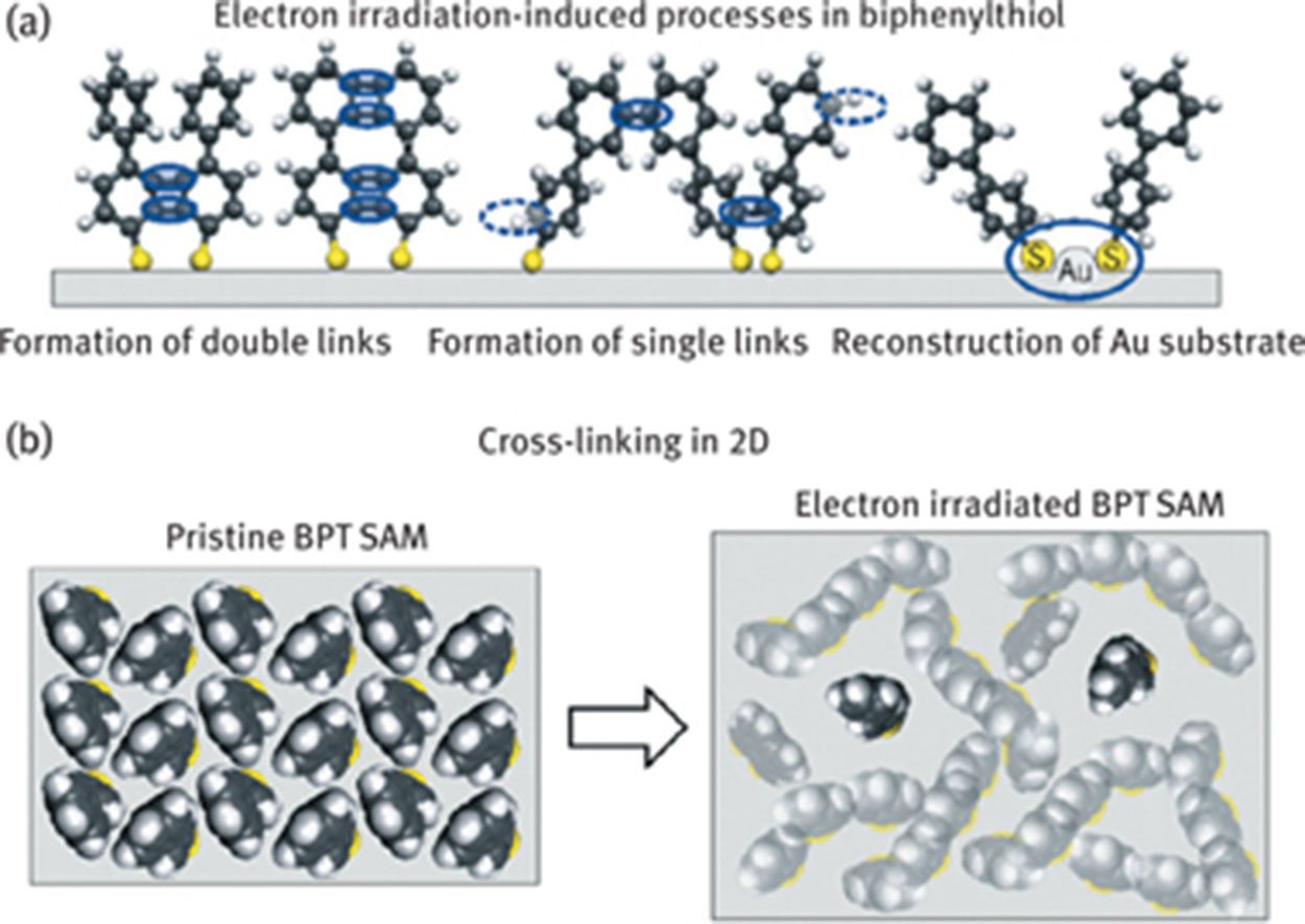Figure 7: Schematic summary of the structural properties of pristine and cross-linked BPT SAMs: (a) molecular species formed upon e-beam irradiation, (b) conversion of a pristine BPT SAM into cross-linked BPT SAM. Reprinted with permission from Ref. [1]. Copyright (2012) with permission from Elsevier.
