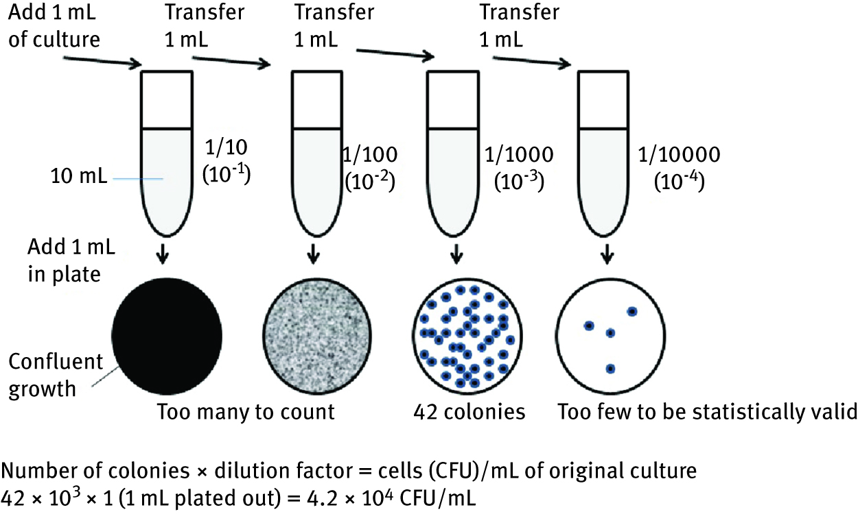 Figure 5: Pour plate method – serial dilutions for the estimation of viable cell count.